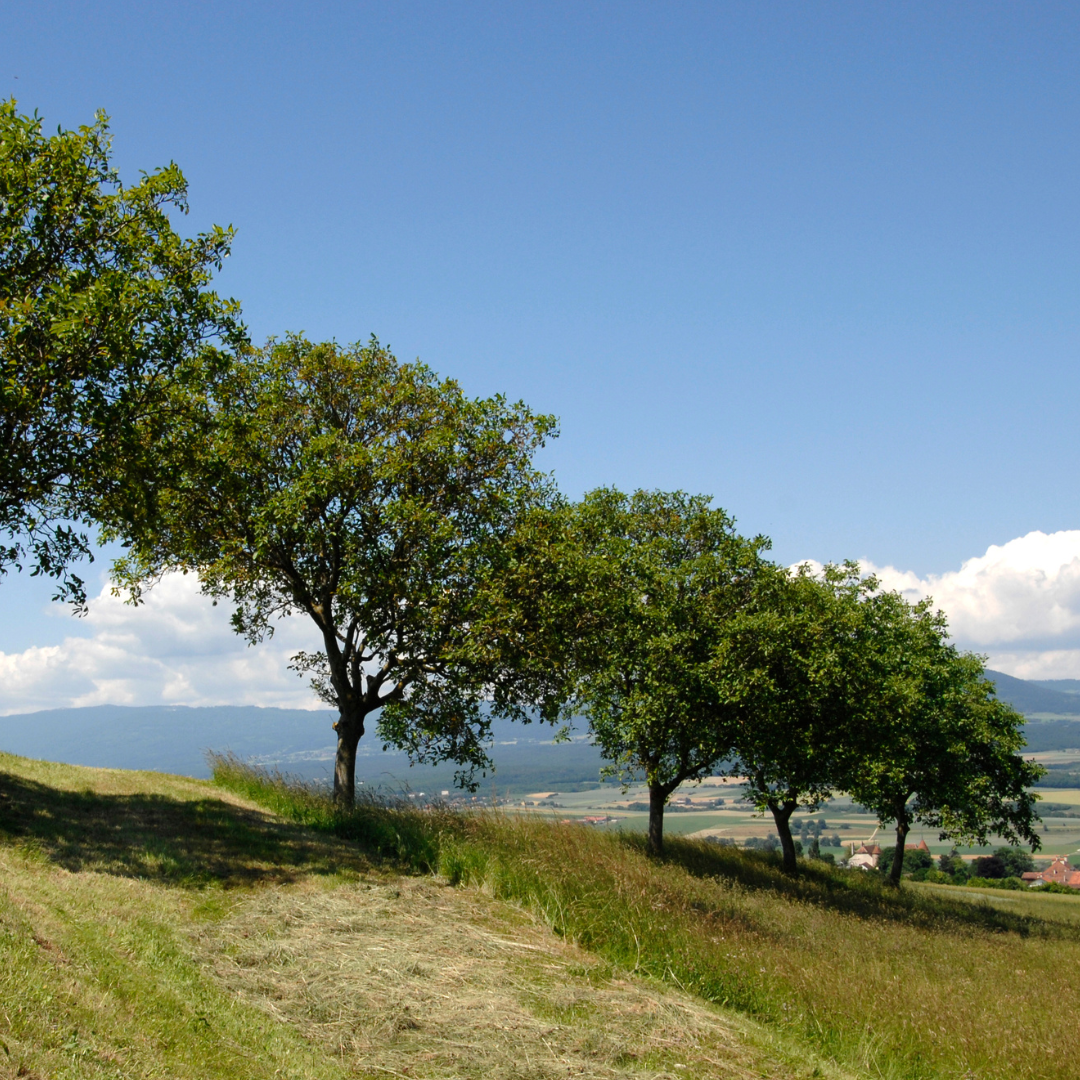 Walnuss Gartenbäume