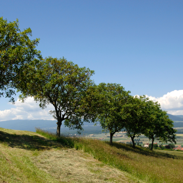 Walnuss-Gartenbäume