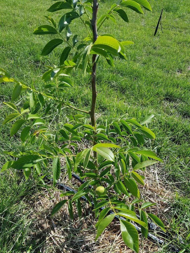 Tulare (Juglans regia) Walnussbaum.de