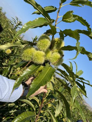 Chestnuts