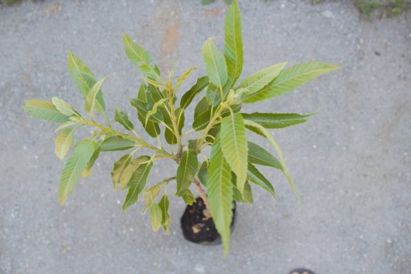 Edelkastaniebaum pflanzen