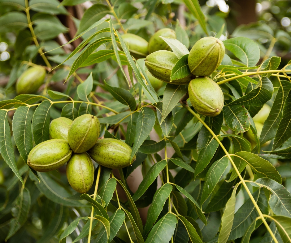 Pecan tree with pecans