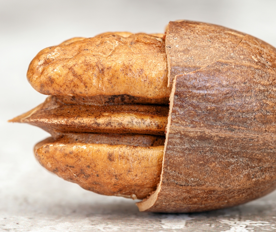 pecan nut open pecan nut open