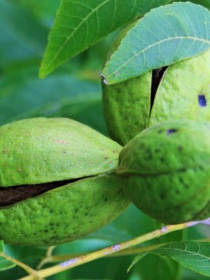 Choctaw pecan tree nut fresh