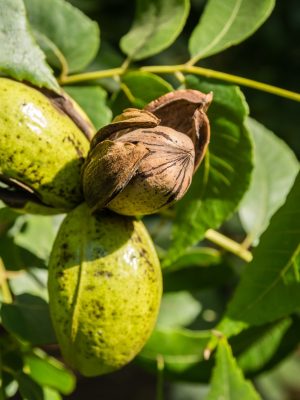 Pecan nuts on pecan tree