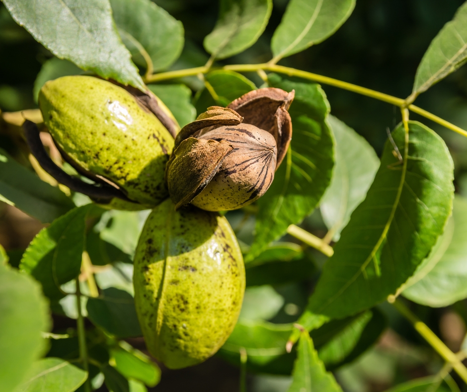 Pecan nuts on pecan tree