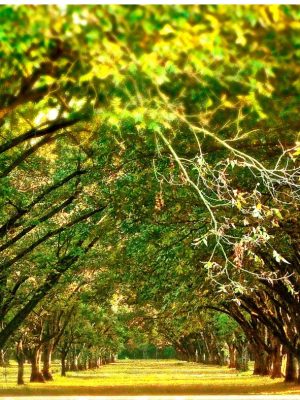 pecan tree garden