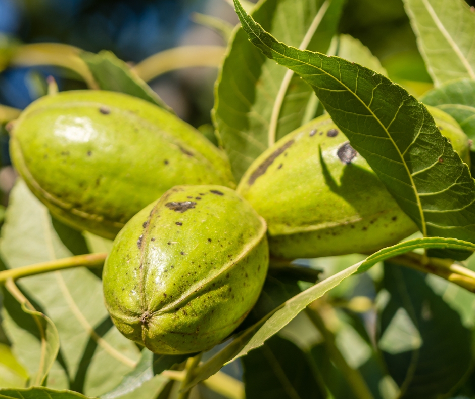 Choctaw pecan fruit