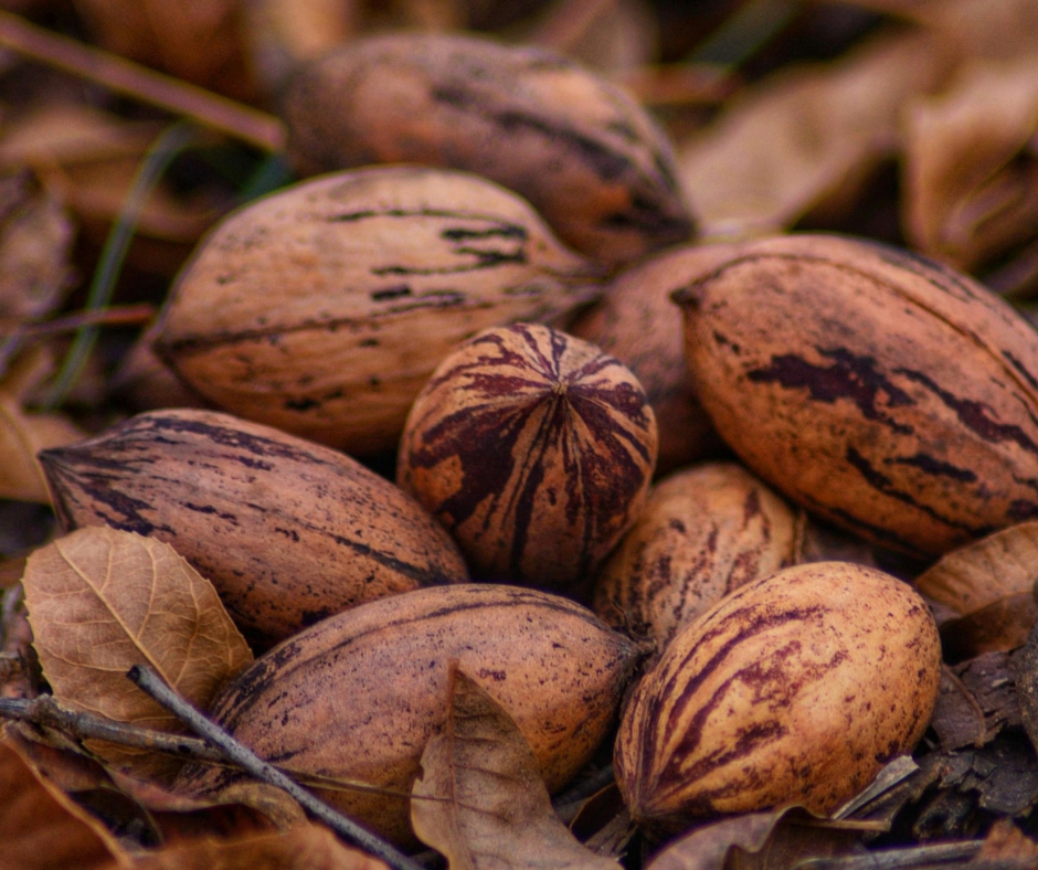 Choctaw pecan nuts