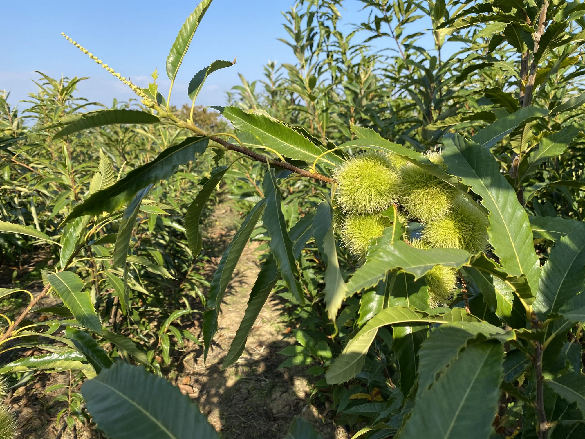 Bouche de Bétizac - VEREDELTE EDELKASTANIE – Bild 5