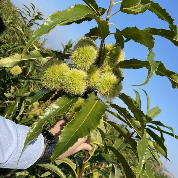 Kastanien-Sorten Mix - VEREDELTE
