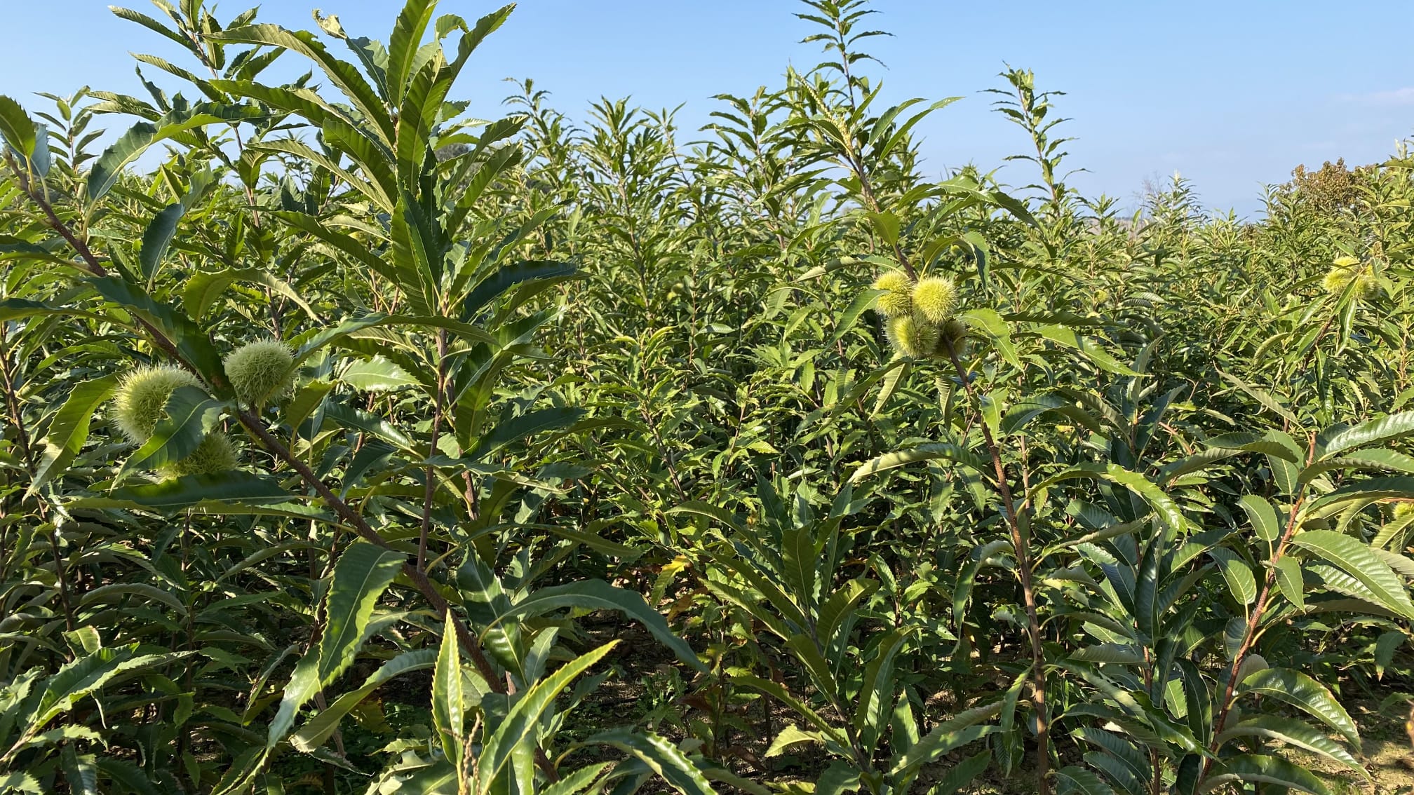 Maraval - VEREDELTE EDELKASTANIE – Bild 2