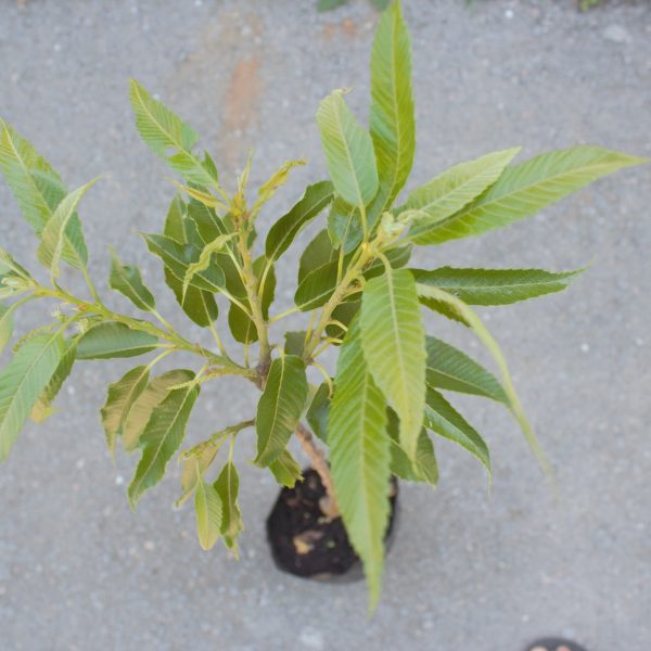 Marigoule - VEREDELTE EDELKASTANIE