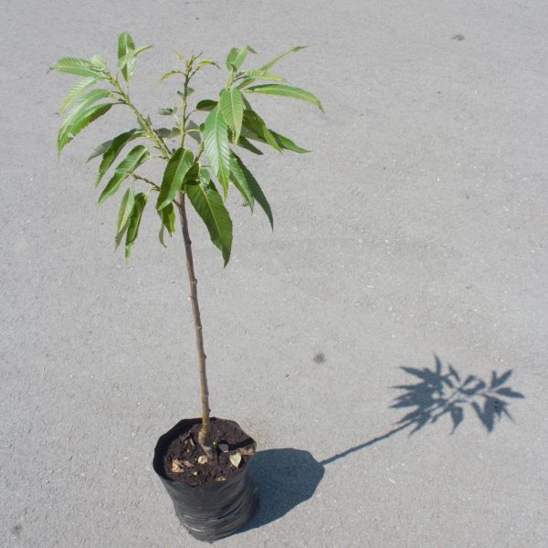 Bouche de Bétizac - VEREDELTE EDELKASTANIE