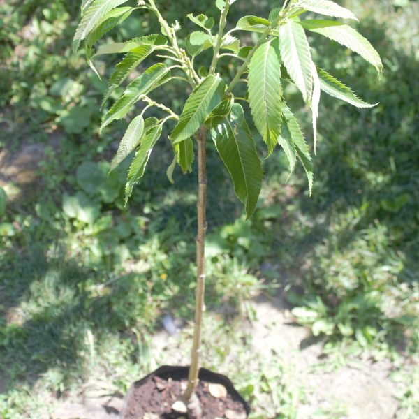 Maraval - VEREDELTE EDELKASTANIE