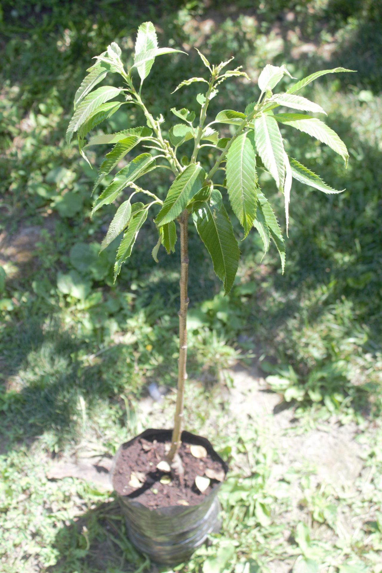 Maraval - VEREDELTE EDELKASTANIE