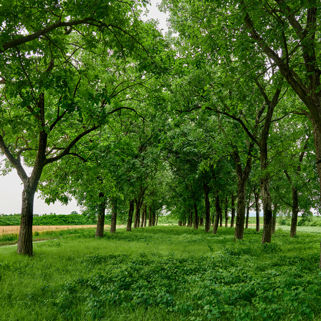 FERNOR - VEREDELTE WALNUSS – Bild 6