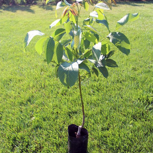 IZVOR 10 (RODOPISCHE WALNUSS)