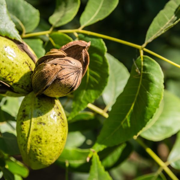 CHOCTAW VEREDELTE PEKANNUSSBÄUME