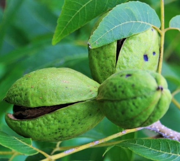 PAWNEE VEREDELTE PEKANNUSSBÄUME