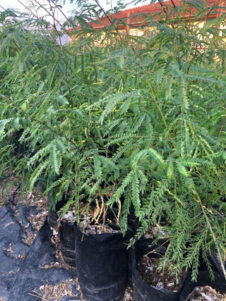 Dornlose Honigheuschrecke – GLEDITSIA TRIACANTHOS INERMIS – im Pflanzbeutel – Bild 5