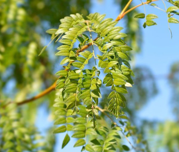 Dornlose Honigheuschrecke – GLEDITSIA TRIACANTHOS INERMIS – im Pflanzbeutel