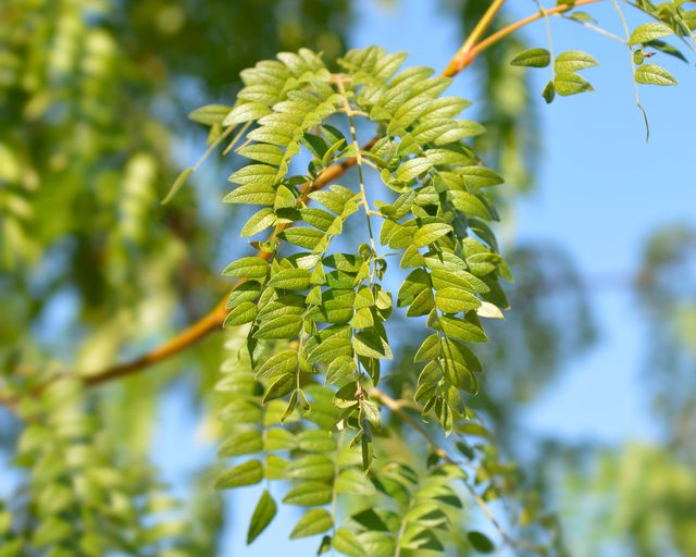 Dornlose Honigheuschrecke – GLEDITSIA TRIACANTHOS INERMIS – im Pflanzbeutel