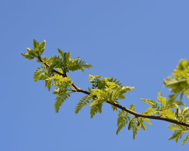 Dornlose Honigheuschrecke – GLEDITSIA TRIACANTHOS INERMIS – im Pflanzbeutel – Bild 3